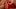 Joyful Kyler Moss & Roxy Red: Close-up Facial X-Rated!